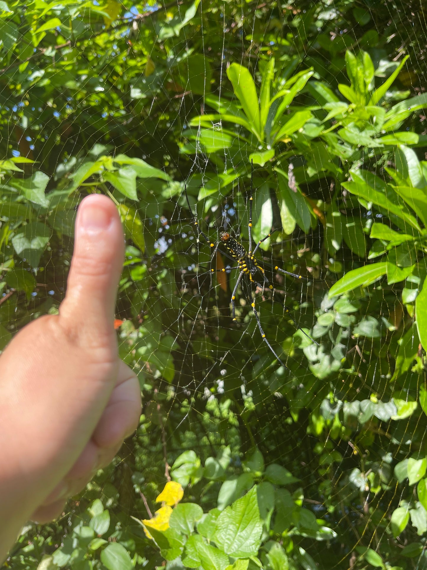 Framed - Banana Spider